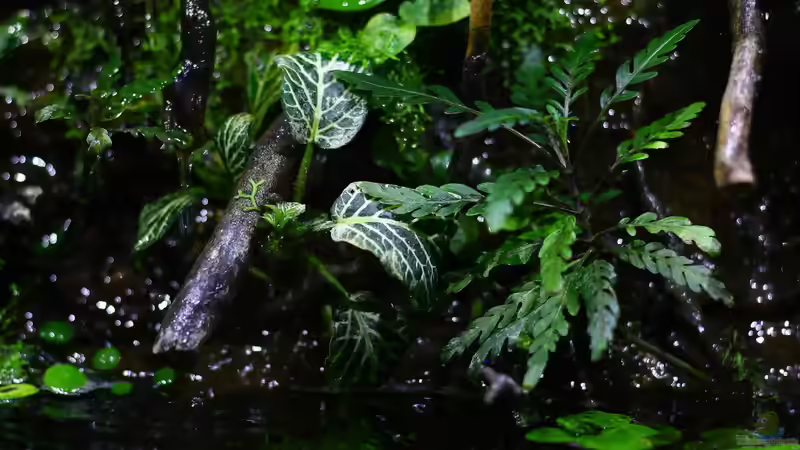 Pflanzen im Aquarium African Falls von Koehler (24)