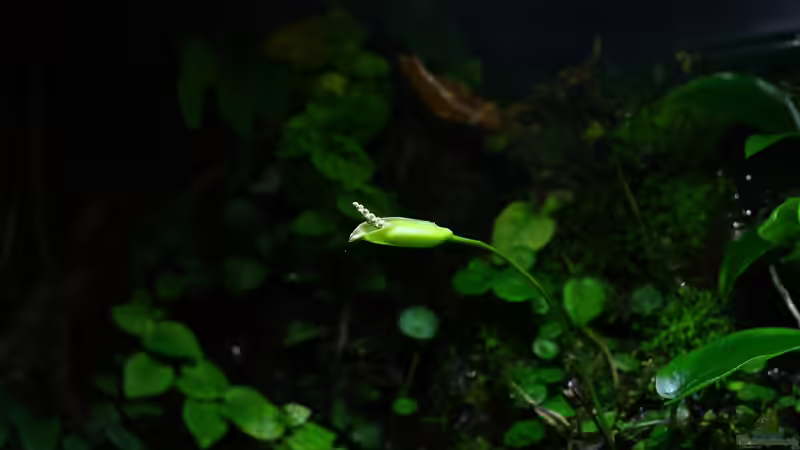 Pflanzen im Aquarium African Falls von Koehler (25)
