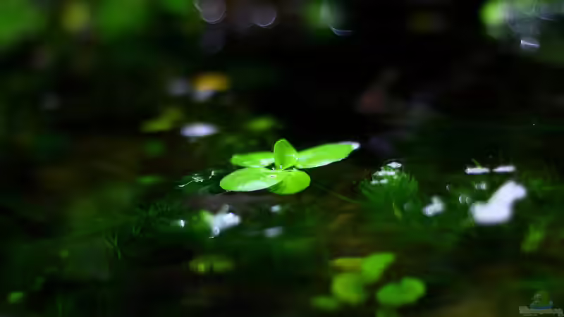 Pflanzen im Aquarium African Falls von Koehler (26)