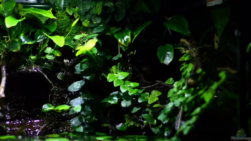 Pflanzen im Aquarium African Falls von Koehler (27)