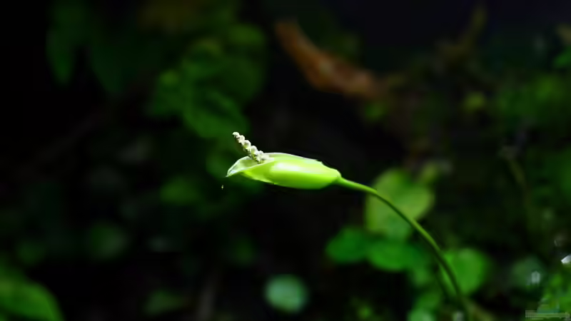 Pflanzen im Aquarium African Falls von Koehler (28)