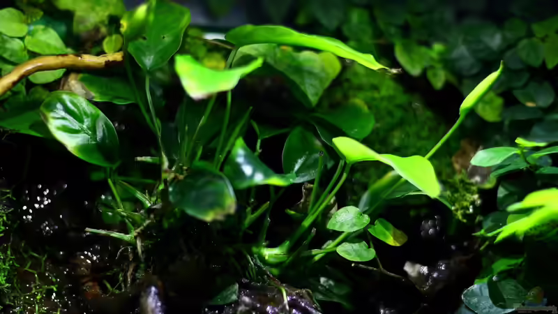 Pflanzen im Aquarium African Falls von Koehler (29)