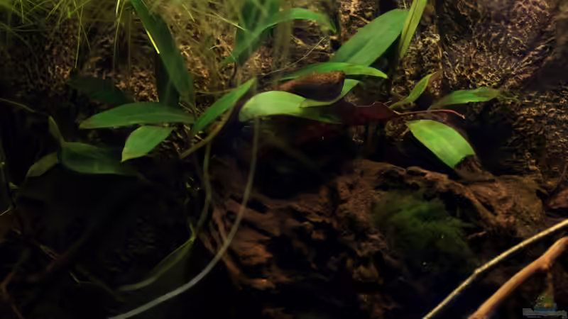 Pflanzen im Aquarium african passion von die Perle... (26)