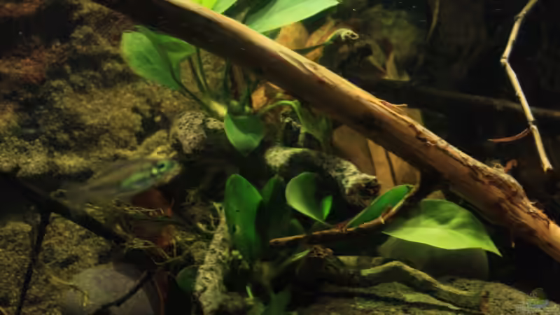 Pflanzen im Aquarium Afrikas Kongo River von Florian Bandhauer (25)