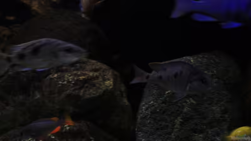 Pflanzen im Aquarium Afrikas Lake Malawi von Florian Bandhauer (23)