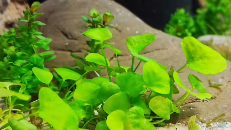 Pflanzen im Aquarium Aliran von bergfrau (16)