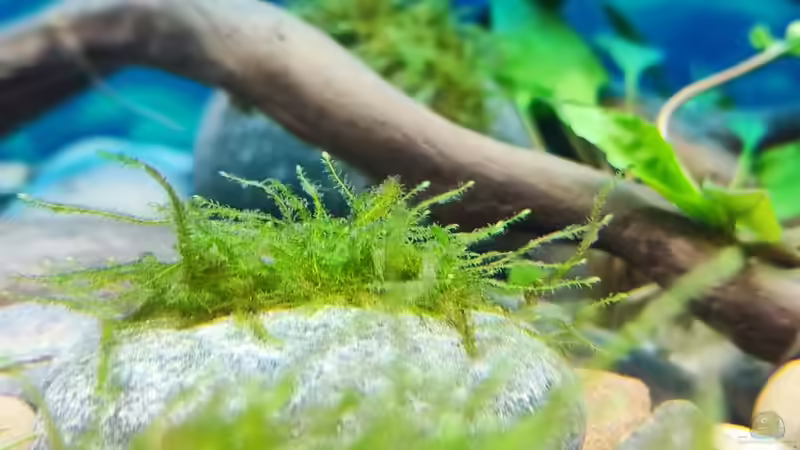 Pflanzen im Aquarium Aliran von bergfrau (17)