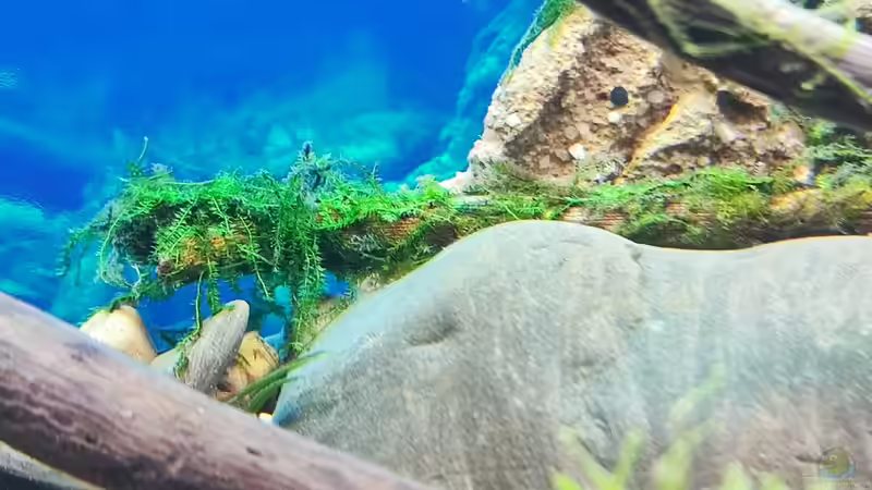 Pflanzen im Aquarium Aliran von bergfrau (18)