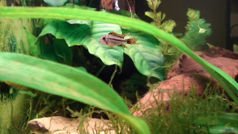 Pflanzen im Aquarium Altes Barschbecken von Inot (6)