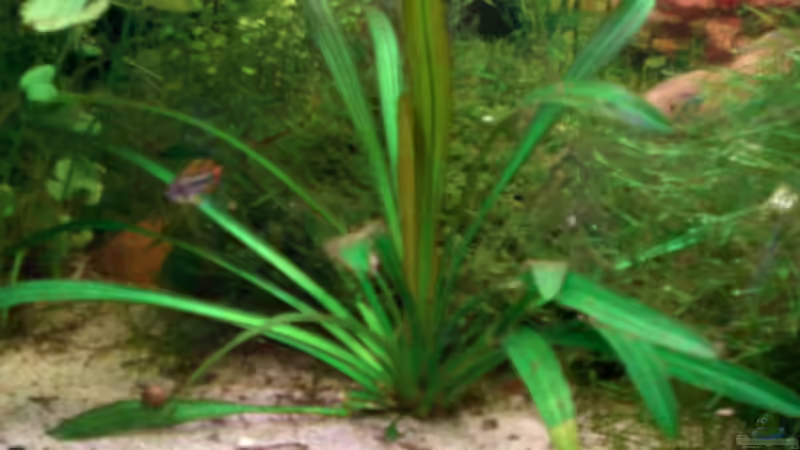 Pflanzen im Aquarium Altes Barschbecken von Inot (7)