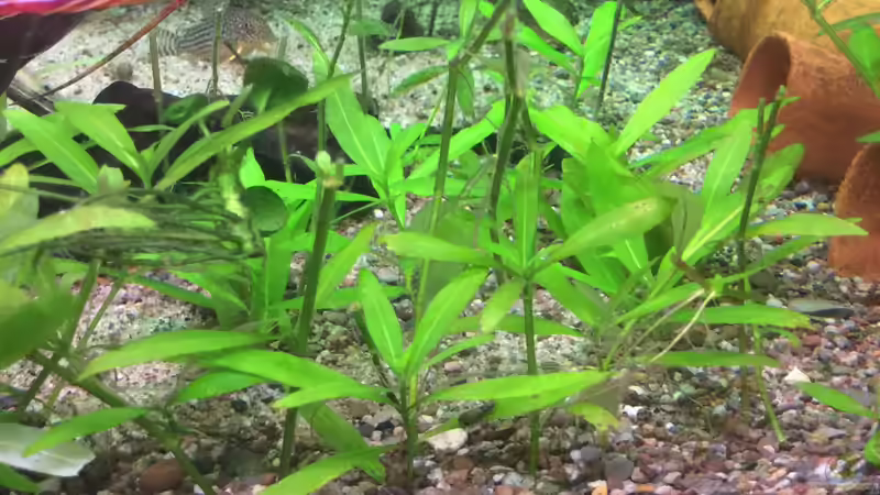 Pflanzen im Aquarium Altum Traum von Domi b (3)