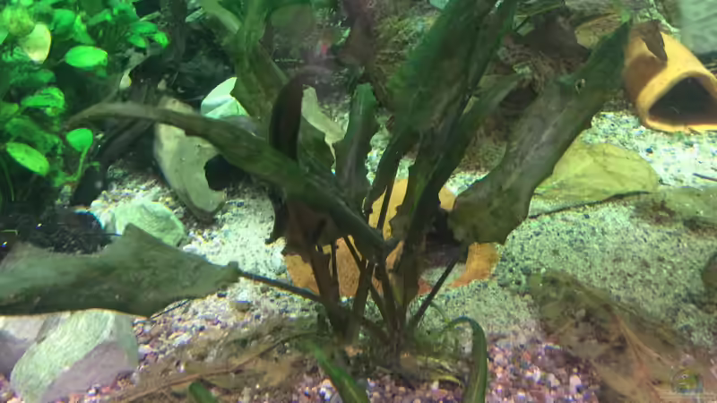 Pflanzen im Aquarium Altum Traum von Domi b (4)