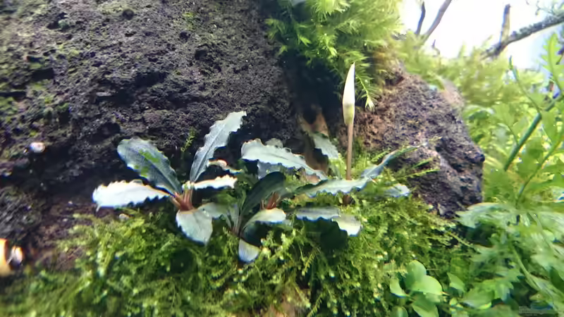 Pflanzen im Aquarium Am Ende des Flusses von Marcel Reiter (11)