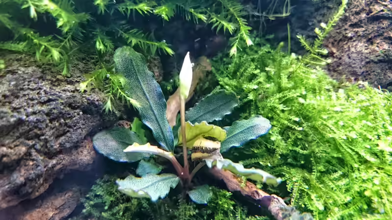 Pflanzen im Aquarium Am Ende des Flusses von Marcel Reiter (12)