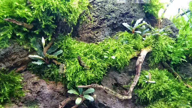 Pflanzen im Aquarium Am Ende des Flusses von Marcel Reiter (13)