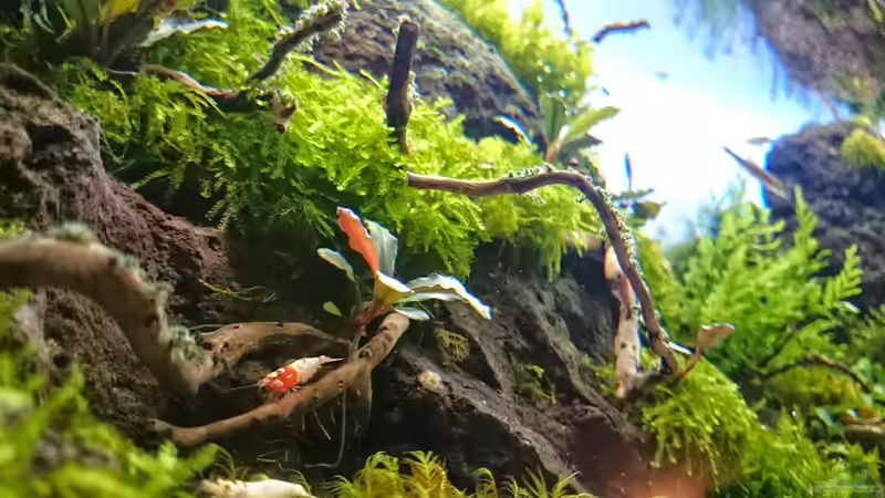 Pflanzen im Aquarium Am Ende des Flusses von Marcel Reiter (14)