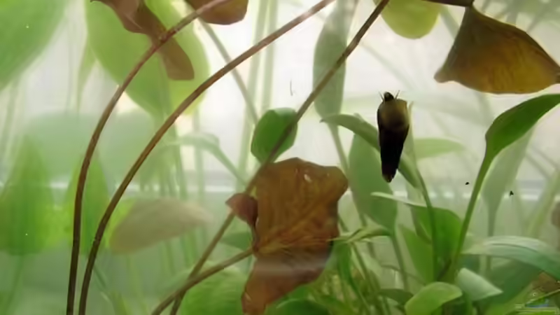 Pflanzen im Aquarium Am Fensterbrett I von mariajudyta (6)