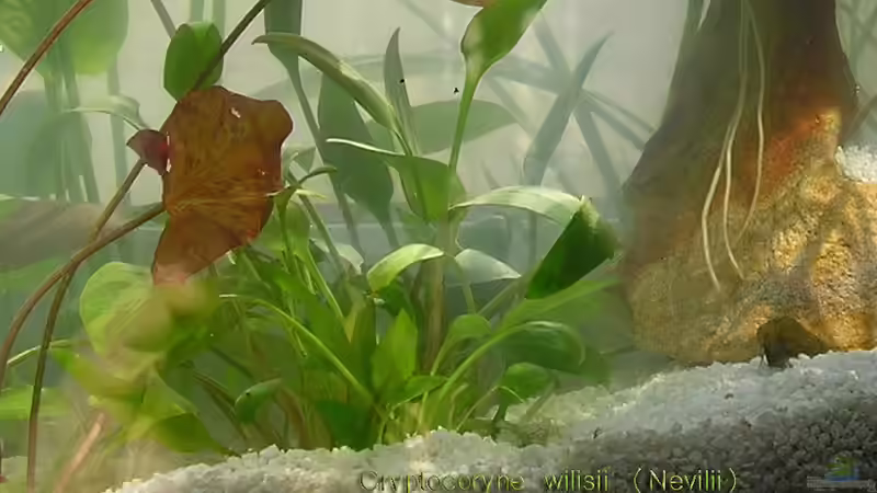 Pflanzen im Aquarium Am Fensterbrett I von mariajudyta (8)