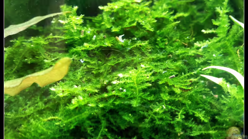 Pflanzen im Aquarium Am Fensterbrett III von mariajudyta (4)