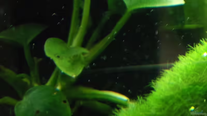 Pflanzen im Aquarium Am Fensterbrett III von mariajudyta (5)