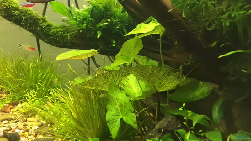 Pflanzen im Aquarium Am Waldrand von Torsten Franke (12)