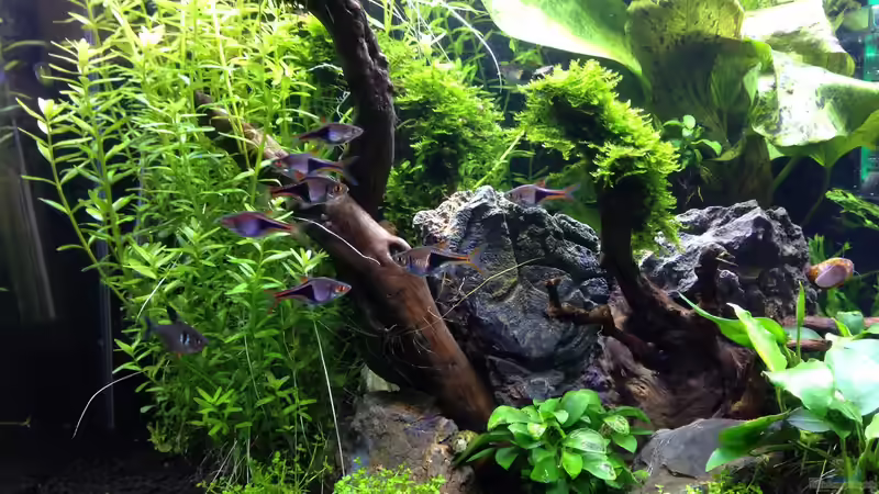 Pflanzen im Aquarium Amano-Style von Tim L. (5)