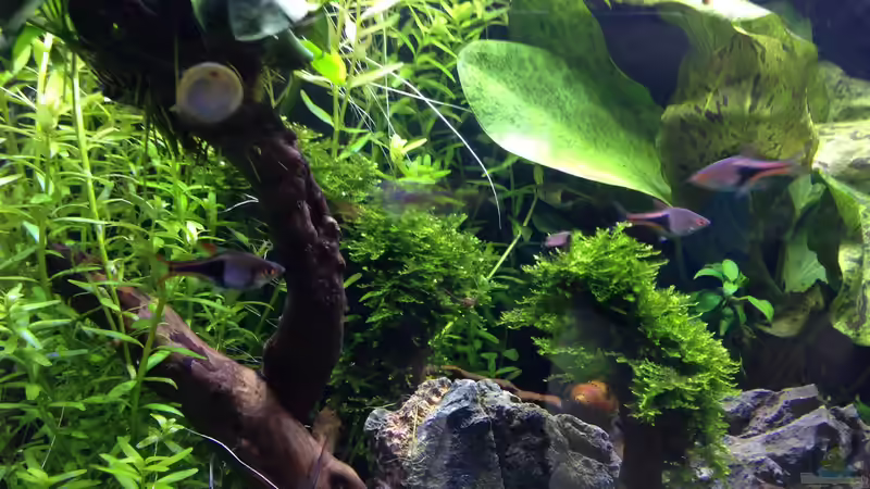 Pflanzen im Aquarium Amano-Style von Tim L. (7)