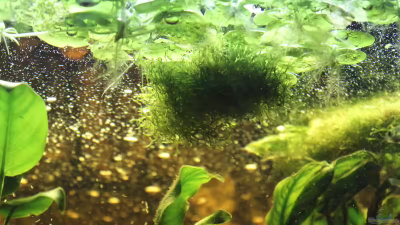 Pflanzen im Aquarium Amazing Amazonas von SouthAmerica (15)