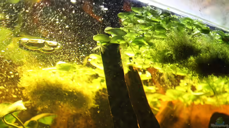 Pflanzen im Aquarium Amazing Amazonas von SouthAmerica (16)