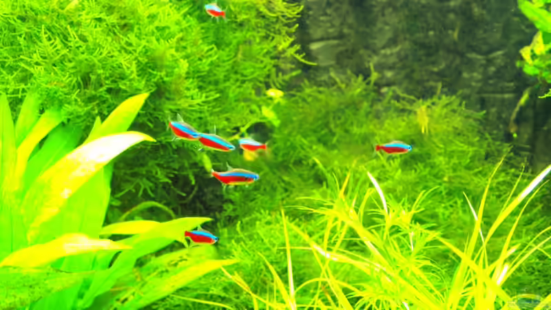 Pflanzen im Aquarium Amazonas  nur noch Beispiel von peaches (15)