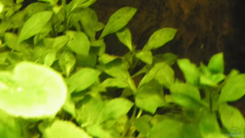 Pflanzen im Aquarium ~Amazonas~ Amano-Stil von Diskus-Freak®aka Benny&Anja (14)