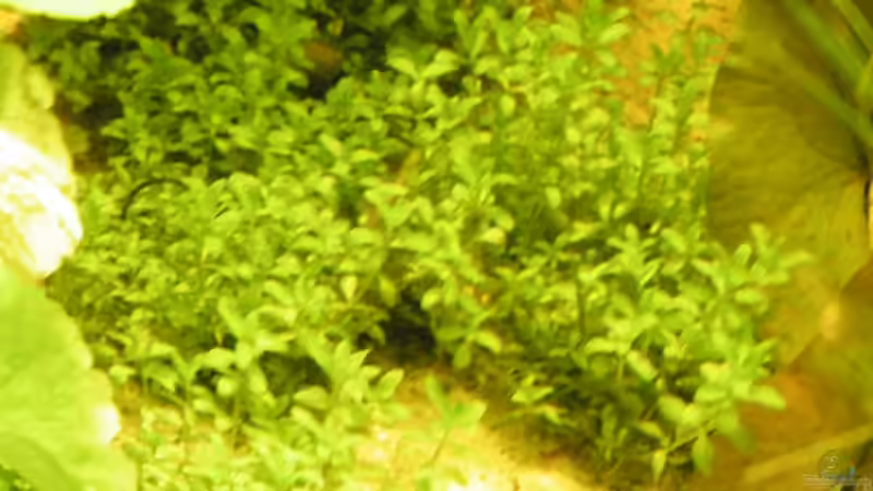 Pflanzen im Aquarium ~Amazonas~ Amano-Stil von Diskus-Freak®aka Benny&Anja (15)