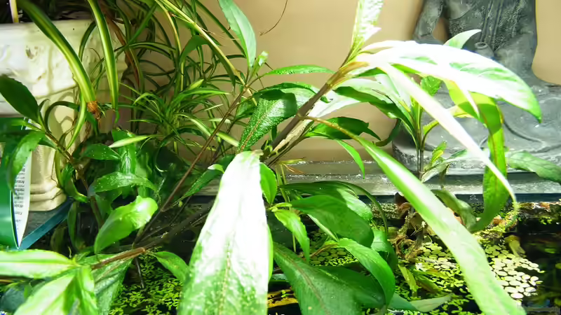 Pflanzen im Aquarium ~Amazonas~ Amano-Stil von Diskus-Freak®aka Benny&Anja (17)