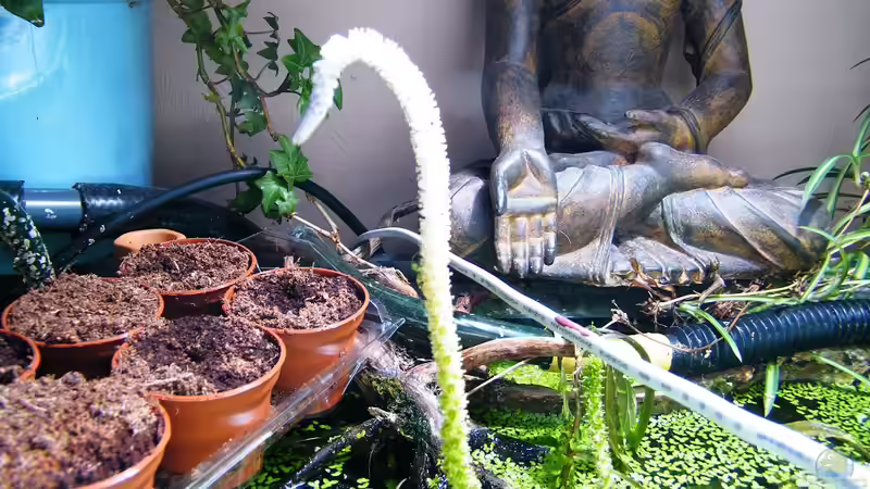 Pflanzen im Aquarium ~Amazonas~ Amano-Stil von Diskus-Freak®aka Benny&Anja (19)