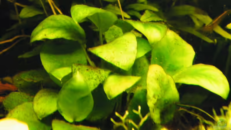 Pflanzen im Aquarium ~Amazonas~ Amano-Stil von Diskus-Freak®aka Benny&Anja (20)