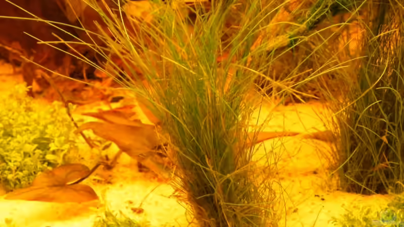 Pflanzen im Aquarium ~Amazonas~ Amano-Stil von Diskus-Freak®aka Benny&Anja (21)