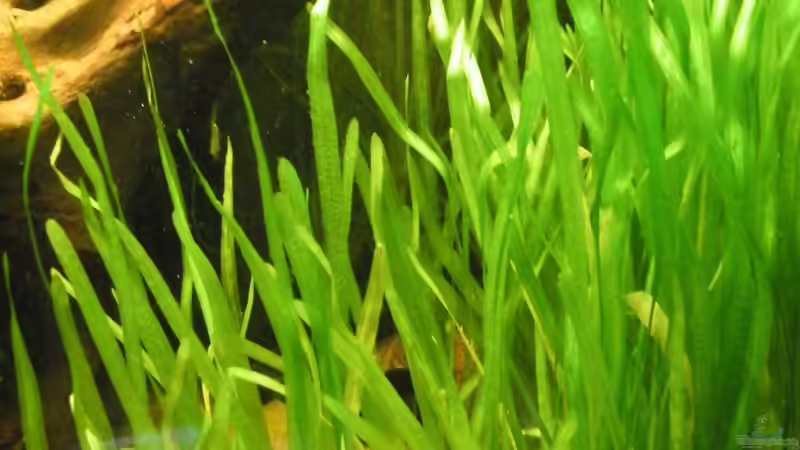 Pflanzen im Aquarium ~Amazonas~ Amano-Stil von Diskus-Freak®aka Benny&Anja (23)