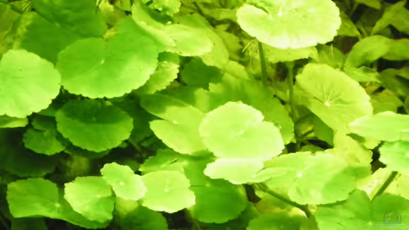 Pflanzen im Aquarium ~Amazonas~ Amano-Stil von Diskus-Freak®aka Benny&Anja (25)