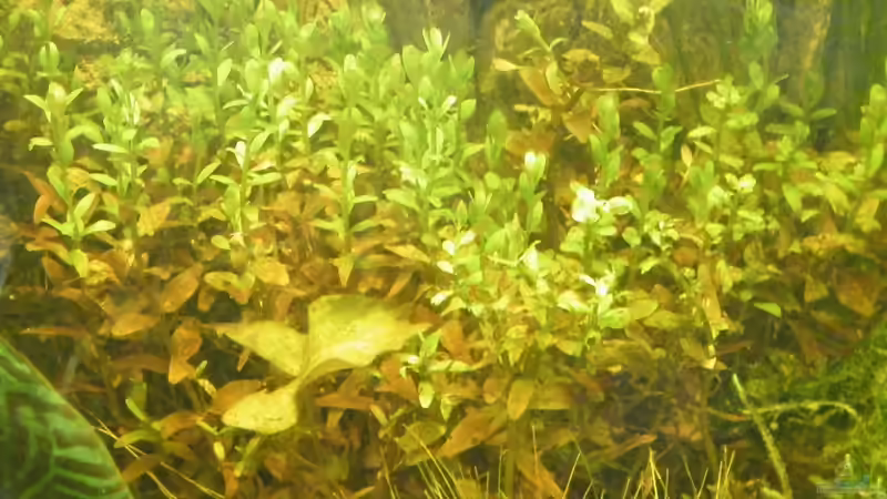 Pflanzen im Aquarium ~Amazonas~ Amano-Stil von Diskus-Freak®aka Benny&Anja (6)