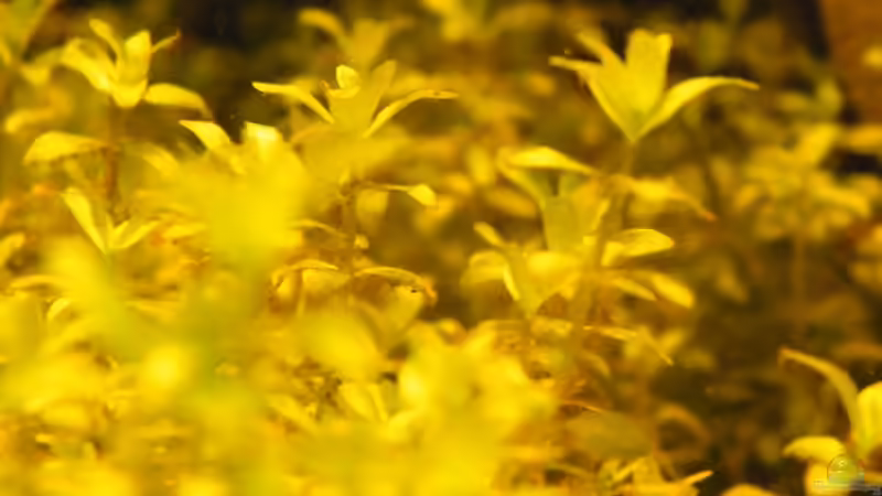 Pflanzen im Aquarium ~Amazonas~ Amano-Stil von Diskus-Freak®aka Benny&Anja (7)