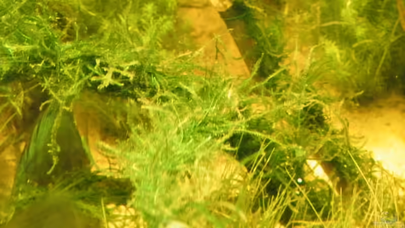 Pflanzen im Aquarium ~Amazonas~ Amano-Stil von Diskus-Freak®aka Benny&Anja (9)