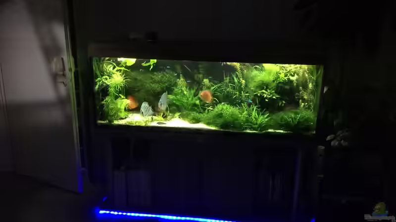 Pflanzen im Aquarium Amazonas &quot;nur noch Beispiel abgebaut 10/21&quot; von signo (42)