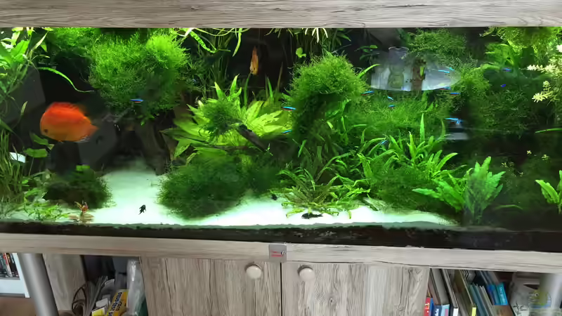 Pflanzen im Aquarium Amazonas &quot;nur noch Beispiel abgebaut 10/21&quot; von signo (43)