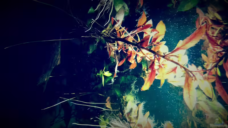 Pflanzen im Aquarium Amazonas &quot;Regenzeit&quot; von AqUaFr34K (13)