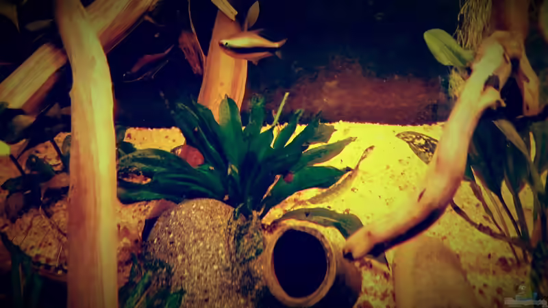 Pflanzen im Aquarium Amazonas &quot;Regenzeit&quot; von AqUaFr34K (14)