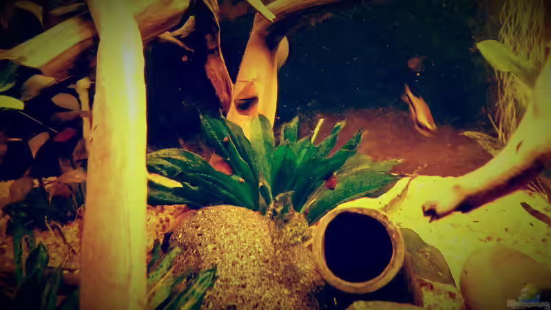 Pflanzen im Aquarium Amazonas &quot;Regenzeit&quot; von AqUaFr34K (15)