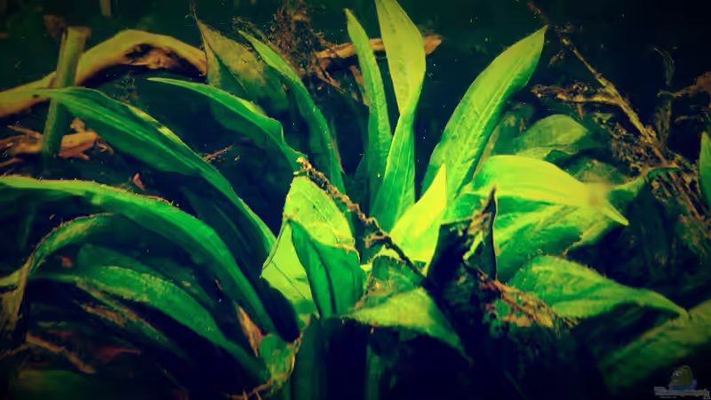 Pflanzen im Aquarium Amazonas &quot;Regenzeit&quot; von AqUaFr34K (16)
