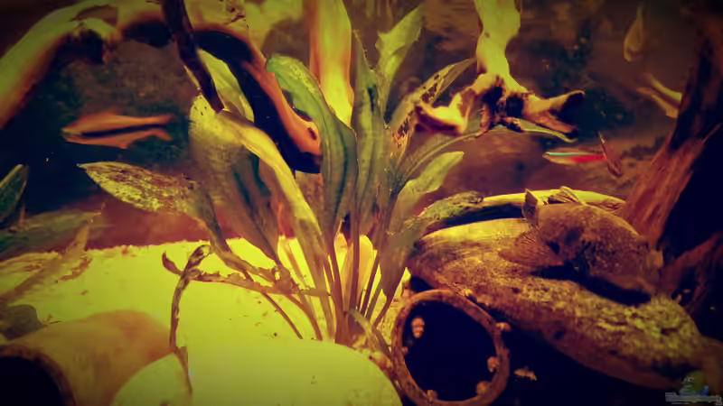 Pflanzen im Aquarium Amazonas &quot;Regenzeit&quot; von AqUaFr34K (18)
