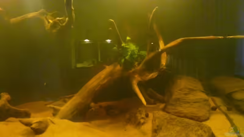 Pflanzen im Aquarium Amazonas Aufzucht (aufgelöst) von Zigermandli (9)