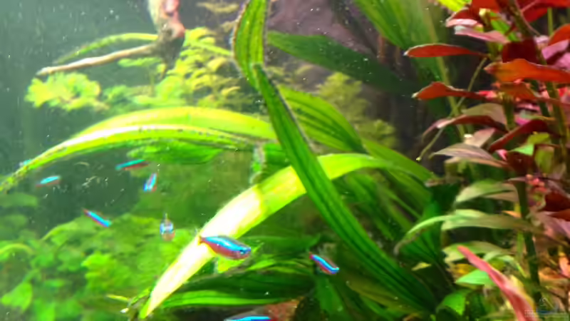 Pflanzen im Aquarium Amazonas Delta ( nur noch als Beispiel ) von Michel (10)